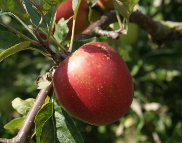 Malus domestica 'Summerred' - Jardins du Monde.be