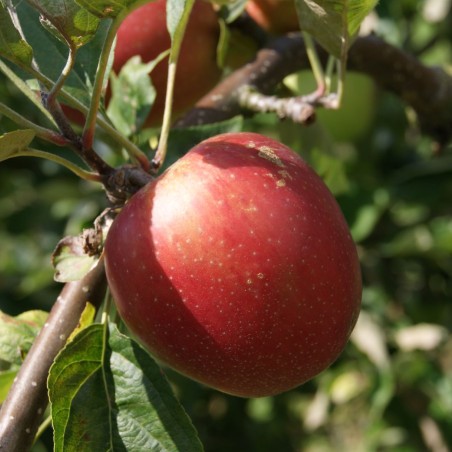 Malus domestica 'Summerred' - Jardins du Monde.be