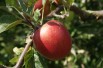 Malus domestica 'Summerred' - Jardins du Monde.be
