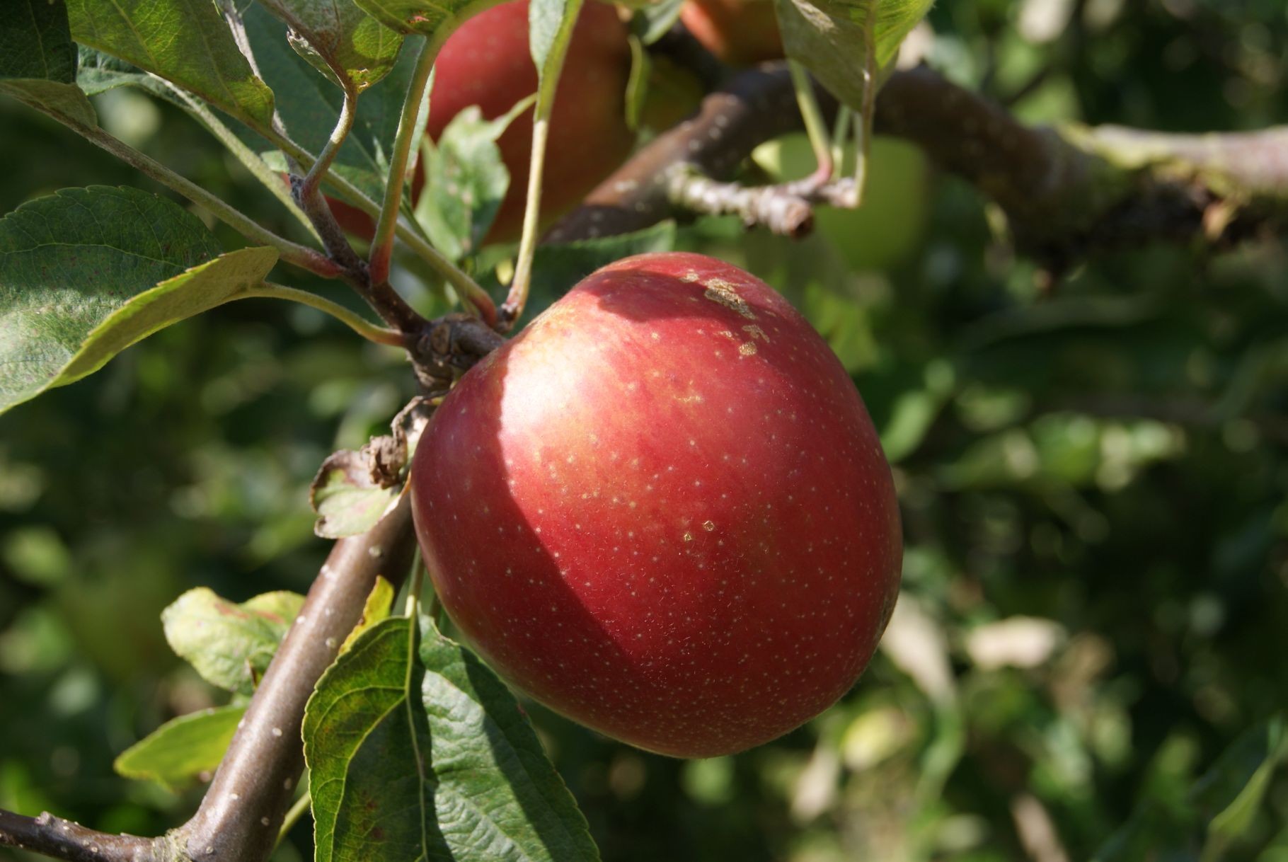 Summerred apple tree