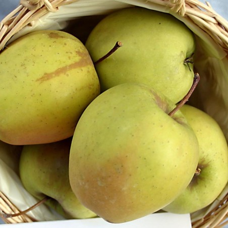 Malus dom. Golden Delicious : by User Steschke - CC-BY-SA-2.0-DE via Wikimedia Commons