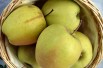 Malus dom. Golden Delicious : by User Steschke - CC-BY-SA-2.0-DE via Wikimedia Commons