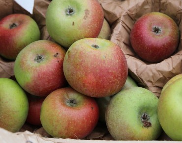 Malus Domestica Court Pendu Rouge (rose - Rosat) - Jardins du Monde.be