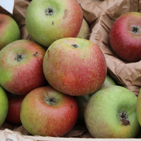 Malus Domestica Court Pendu Rouge (rose - Rosat) - Jardins du Monde.be