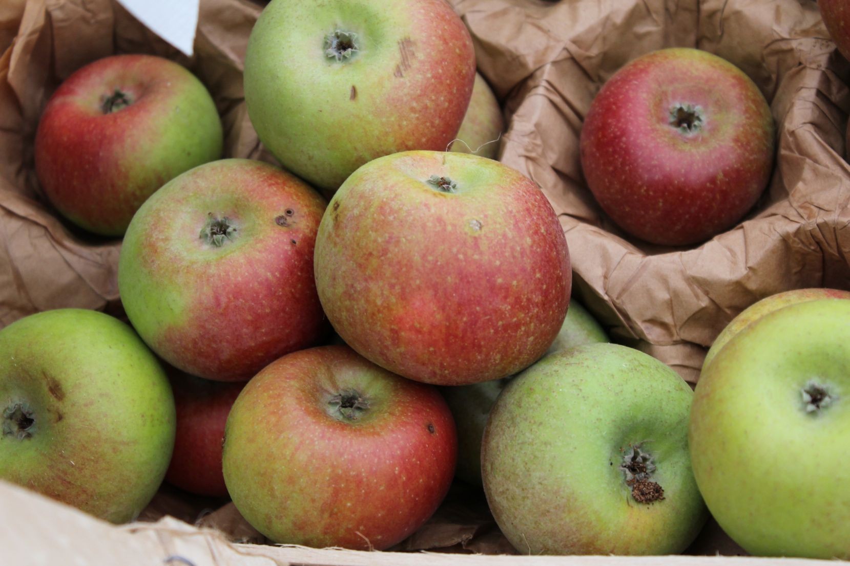 Court Pendu Rouge appelboom