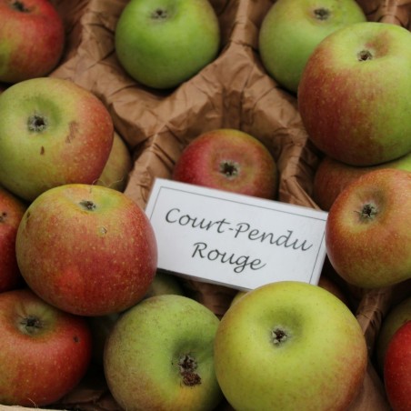 Malus Domestica Court Pendu Rouge (rose - Rosat) - Jardins du Monde.be