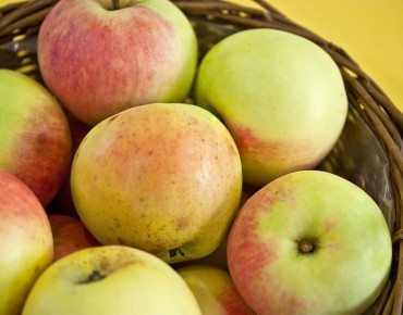 Malus domestica Transparente de Croncels - Sven Teschke, CC BY-SA 3.0 DE, via Wikimedia Commons