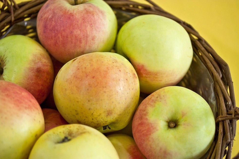 Malus domestica Transparente de Croncels - Sven Teschke, CC BY-SA 3.0 DE, via Wikimedia Commons