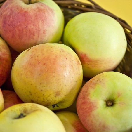 Malus domestica Transparente de Croncels - Sven Teschke, CC BY-SA 3.0 DE, via Wikimedia Commons