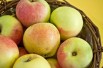 Malus domestica Transparente de Croncels - Sven Teschke, CC BY-SA 3.0 DE, via Wikimedia Commons