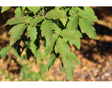 Papieresdoorn - Acer griseum