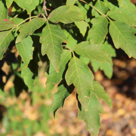 Zimtahorn  - Acer griseum