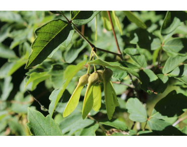 Papieresdoorn - Acer griseum