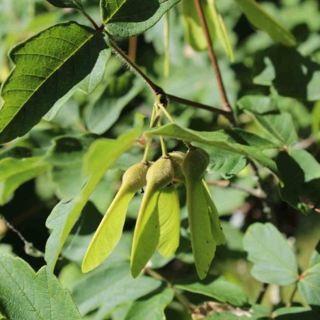 Papieresdoorn - Acer griseum