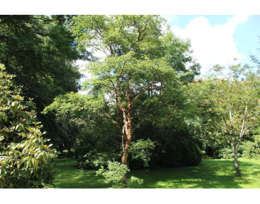 Papieresdoorn - Acer griseum