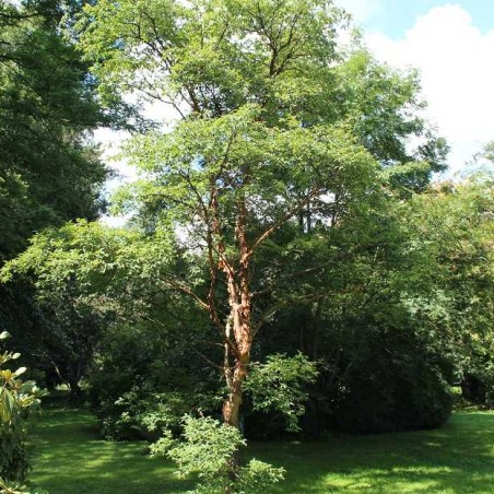 Erable cannelle  - Acer griseum