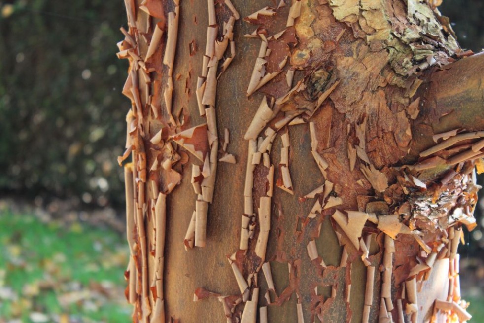 Acer griseum - Jardins du Monde.be Acer griseum - Jardins du Monde.be