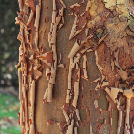 Acer griseum - Jardins du Monde.be