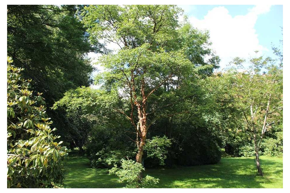 Acer griseum - Jardins du Monde.be Acer griseum - Jardins du Monde.be