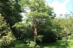 Acer griseum - Jardins du Monde.be