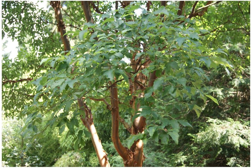 Acer griseum - Jardins du Monde.be Acer griseum - Jardins du Monde.be