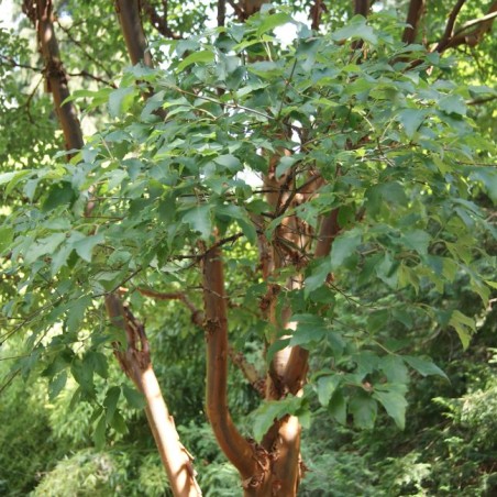 Acer griseum - Jardins du Monde.be