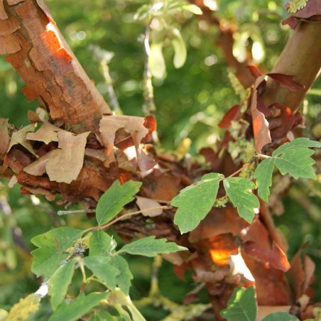 Acer griseum - Jardins du Monde.be