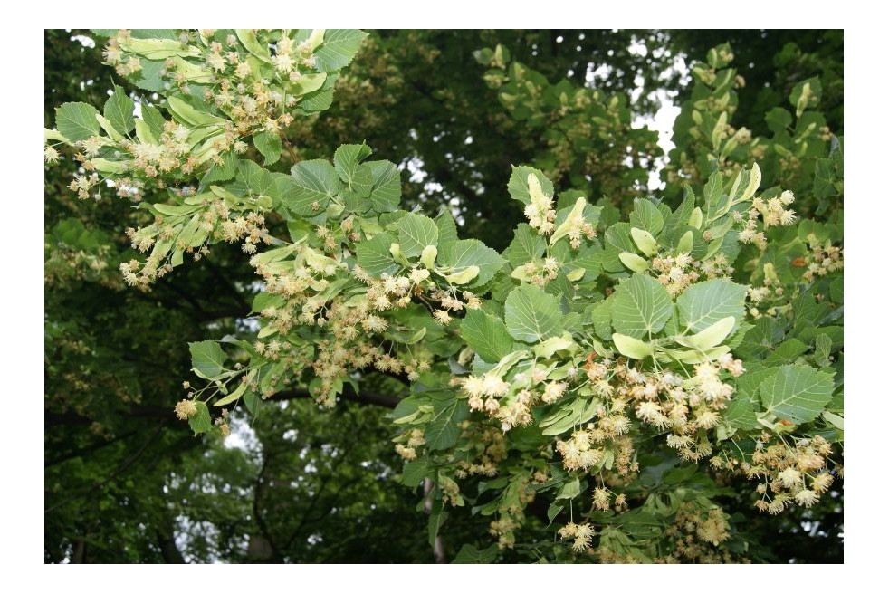 Tilia Cordata - Jardins du Monde.be