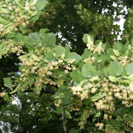 Tilia Cordata - Jardins du Monde.be