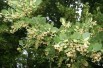 Tilia Cordata - Jardins du Monde.be Tilia Cordata - Jardins du Monde.be