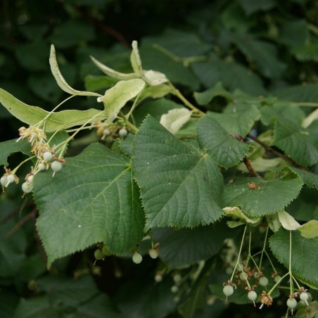 Tilia Cordata - Jardins du Monde.be