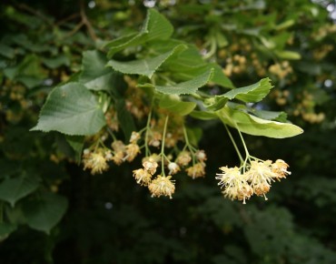 Tilia Cordata - Jardins du Monde.be