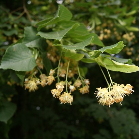 Tilia Cordata - Jardins du Monde.be