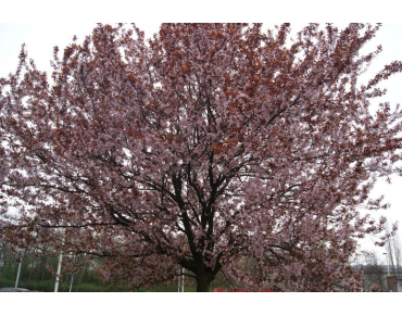 Prunus Pissardii Nigra - cerasifera Nigra - Jardins du Monde.be