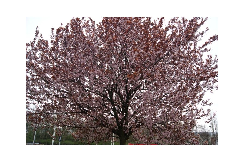 Prunus Pissardii Nigra - cerasifera Nigra - Jardins du Monde.be