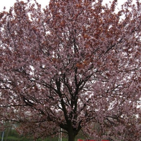 Prunus Pissardii Nigra - cerasifera Nigra - Jardins du Monde.be