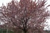 Prunus Pissardii Nigra - cerasifera Nigra - Jardins du Monde.be