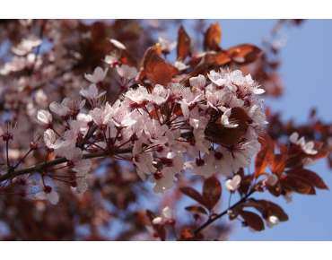 Prunus Pissardii Nigra - cerasifera Nigra - Jardins du Monde.be
