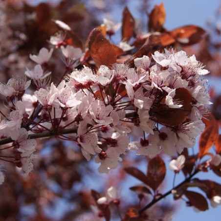 Prunus Pissardii Nigra - cerasifera Nigra - Jardins du Monde.be