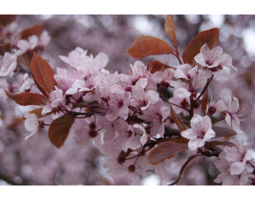 Prunus Pissardii Nigra - cerasifera Nigra - Jardins du Monde.be