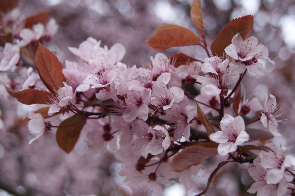Prunus Pissardii Nigra - cerasifera Nigra - Jardins du Monde.be