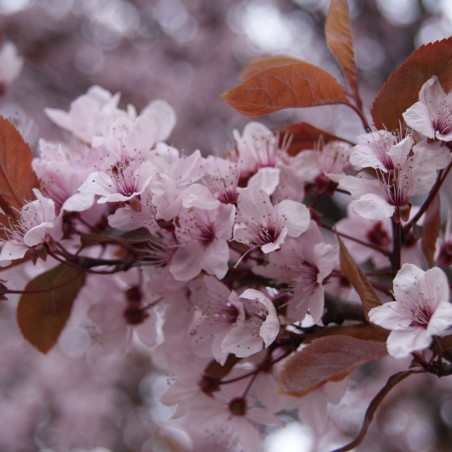 Prunus Pissardii Nigra - cerasifera Nigra - Jardins du Monde.be