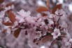 Prunus Pissardii Nigra - cerasifera Nigra - Jardins du Monde.be