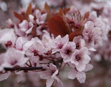 Prunus Pissardii Nigra - cerasifera Nigra - Jardins du Monde.be