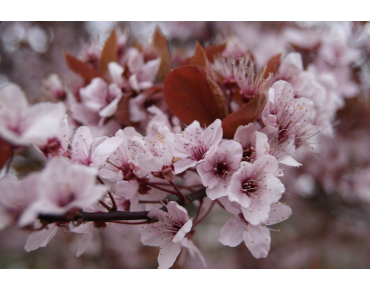 Prunus Pissardii Nigra - cerasifera Nigra - Jardins du Monde.be