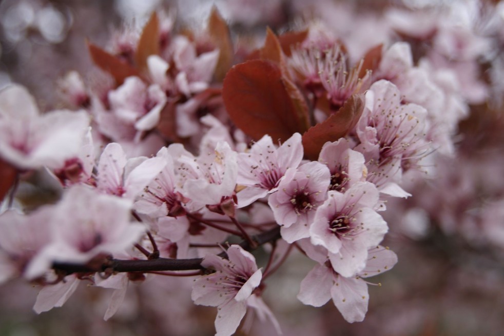 Prunus Pissardii Nigra - cerasifera Nigra - Jardins du Monde.be