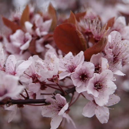 Prunus Pissardii Nigra - cerasifera Nigra - Jardins du Monde.be