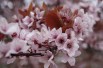 Prunus Pissardii Nigra - cerasifera Nigra - Jardins du Monde.be