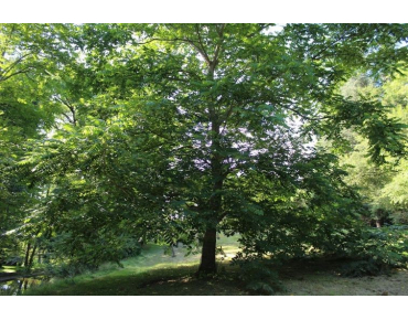 Herznussbaum -Juglans ailantifolia - Jardins du Monde.be
