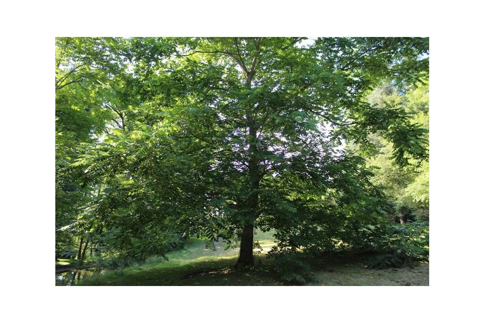 Japanese walnut -Juglans ailantifolia - Jardins du Monde.be
